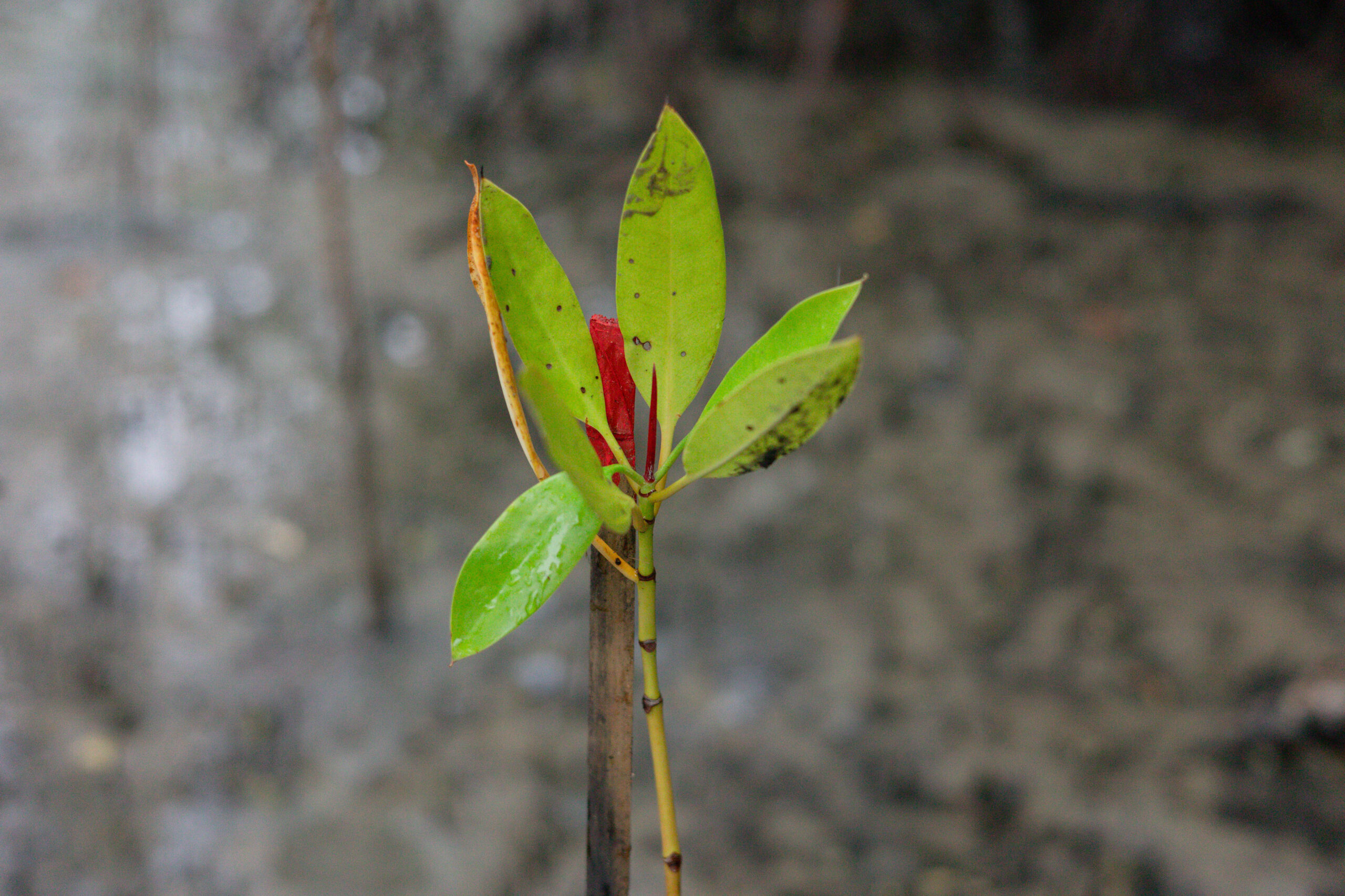 Mangrove Adventures in Phuket: Nature’s Green Lung