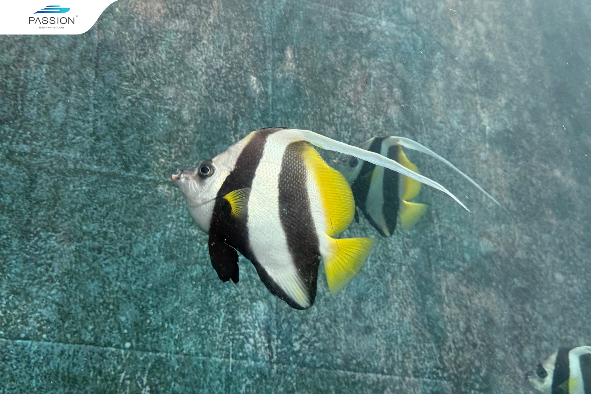 Family Day at Phuket Aquarium – The Underwater World Closer Than You Think!